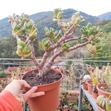 Vaso crassula ovata usato  Barcellona Pozzo di Gotto