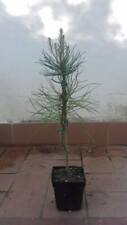 Pianta pinus pinaster usato  Buti