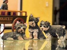 gorgeous puppy for sale gorgeous puppy for sale West Chicago