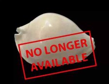 Conchiglia shell cypraea usato  San Cesareo