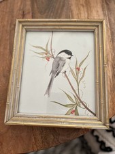 Chickadee tree berries for sale Chickadee tree berries for sale  Indianapolis