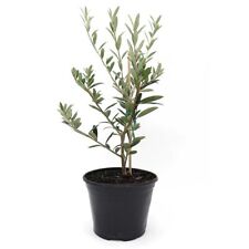 Live arbequina olive for sale  Dallas