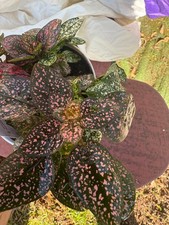 House plant polka for sale  Crosby
