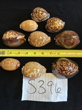 Cowrie seashells lot for sale  Warner Robins