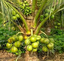 King coconut sprouted for sale  USA