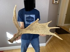 Shiras moose shed for sale  Moscow