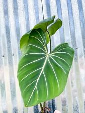 Rare philodendron gloriosum for sale  Homestead