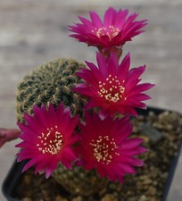 0163 cactus sulcorebutia usato  Spedire a Italy