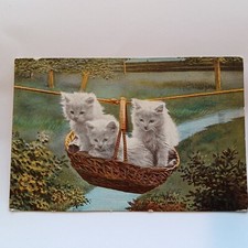 White kittens cats for sale  LUDLOW