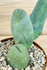 Trico.cereus bridgesii mostruo usato  Baranzate