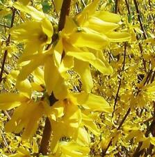 Forsythia goldrush yellow for sale  KING'S LYNN