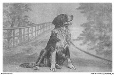 lagotto romagnolo d'occasion  France