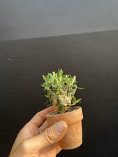 Olive mame bonsai for sale  Wallkill