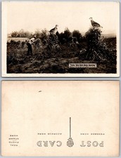 Exaggeration giant quail for sale  Mansfield