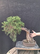 Bonsai ginepro sabina usato  Montevarchi