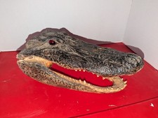 Alligator gator head for sale  Mobile