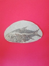 Versteinerter fisch schönes gebraucht kaufen  Leipzig