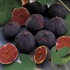 Ficus carica chicago for sale  Walterboro