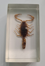 Mini biester goldene gebraucht kaufen  Pluwig