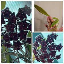 Hoya pubicalyx royal for sale  Oceanside