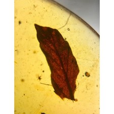 Plant leaf inclusion for sale Plant leaf inclusion for sale  GILLINGHAM