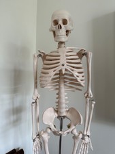 66fit human skeleton for sale  WIRRAL