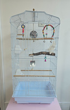 budgie cockatiel for sale budgie cockatiel for sale ASHFORD