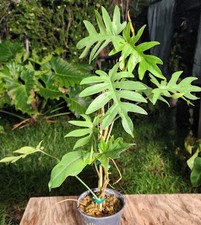 Philodendron mayoi plant for sale  Hollywood