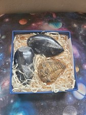 Fossil bundle trilobite for sale  BIRMINGHAM
