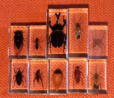 Lot insectes resine d'occasion  Marseille XV