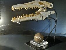 Sale fossil rare for sale  Bella Vista