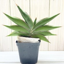 Sansevieria unyamanee hybrid for sale  Winchester