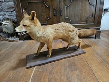Beautiful full mount for sale  KIRKBY STEPHEN
