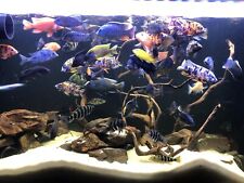 Lot african cichlids. for sale  Eveleth