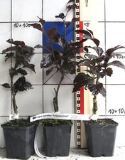 Fagus sylv purpurea gebraucht kaufen  Bad Bergzabern