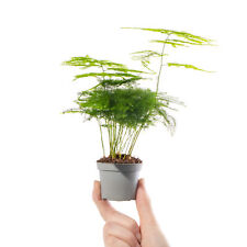 Baby asparagus fern for sale  UK
