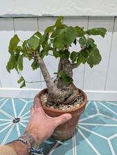 caudex d'occasion caudex d'occasion  Lille-