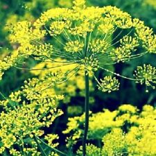 Bouquet dill seeds for sale  Minneapolis