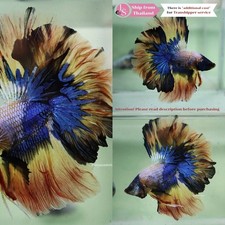 Live tropical betta d'occasion  Expédié en Belgium