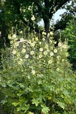 Alcea rugosa gelbe gebraucht kaufen  Westerstede