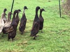 Runner duck. six. for sale  PLYMOUTH