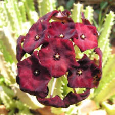 potted 12 succulent for sale potted 12 succulent for sale Jacksonville