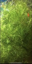 Guppy grass grams for sale  DUNSTABLE