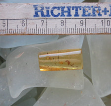 Kopal copal junger gebraucht kaufen  Eschwege