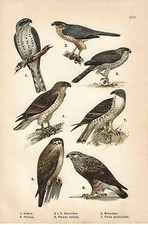 Stampa antica uccelli usato  Lecco
