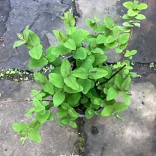 Hypericum plant st. for sale  CLITHEROE