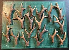 Bundle antlers. roe for sale  TOWCESTER