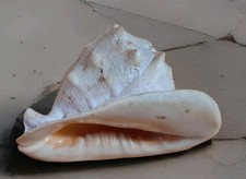 Riesige xxl helmschnecke gebraucht kaufen  Kell