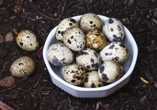 Uova feconde fertili usato  Asti