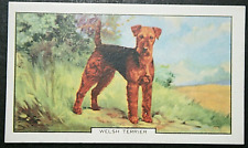 Welsh terrier vintage for sale  DERBY